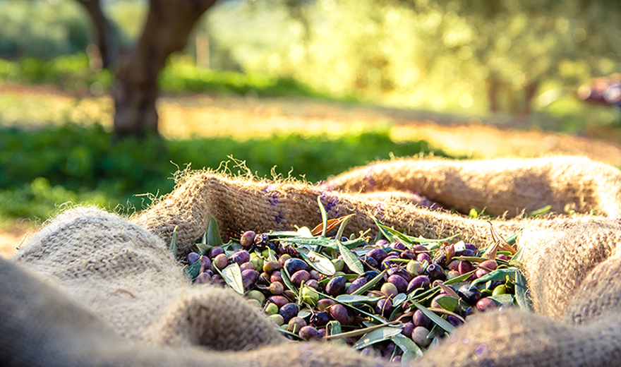 bauer natur vegan kaese oliven