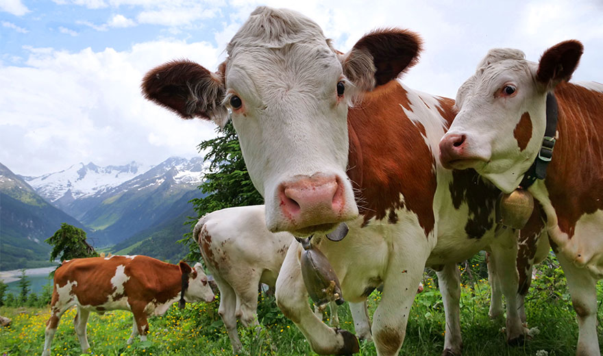 Bauer Natur Unsere Bauern Alpenvorland Kuehe
