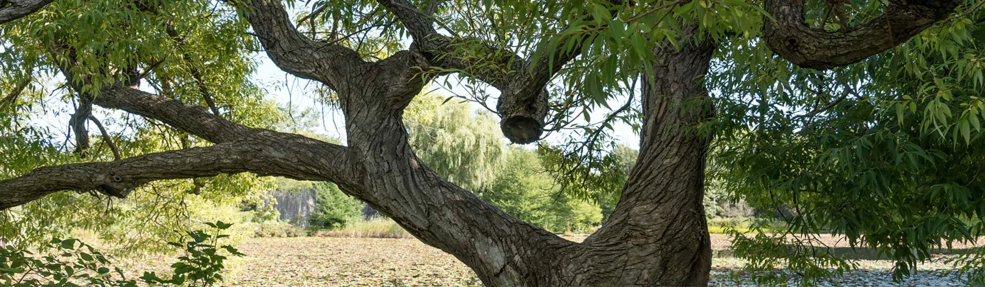 bauer natur nachhaltigkeit baum