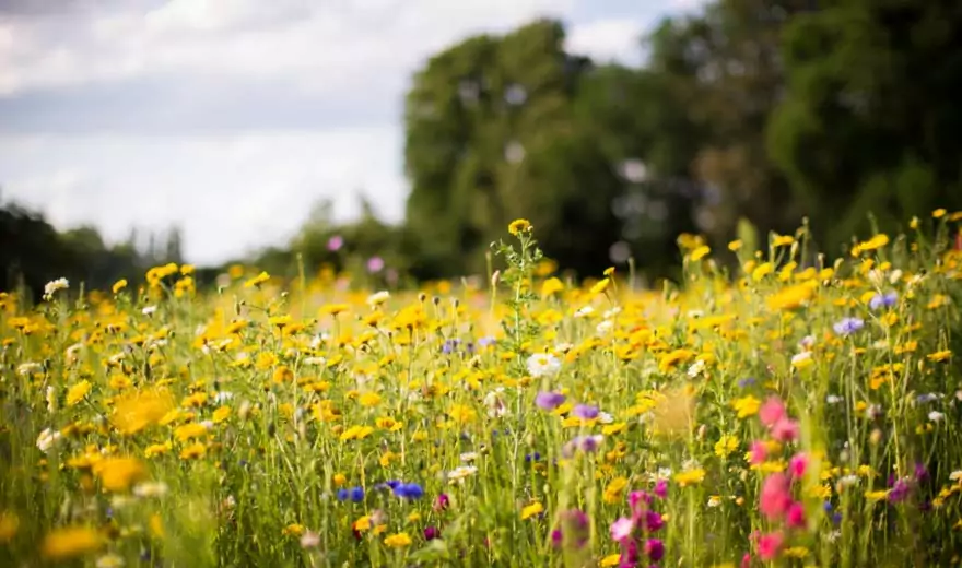 bauer natur nachhaltigkeit blumenwiese