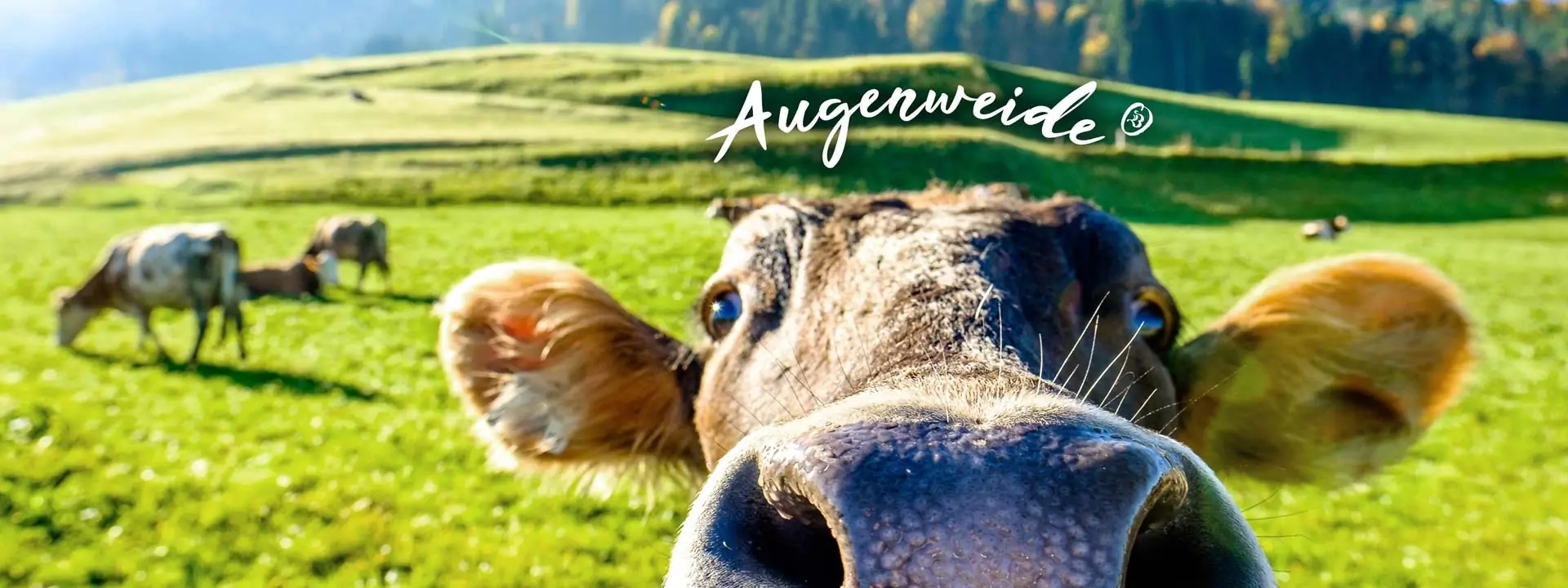 bauer natur joghurt trinkjoghurt vegan kaese hafer produkte augenweide v2